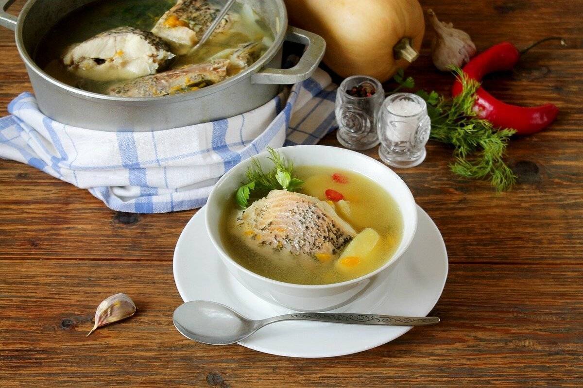 Уха из осетра — рецепты в домашних условиях, способы приготовления супа пошагово