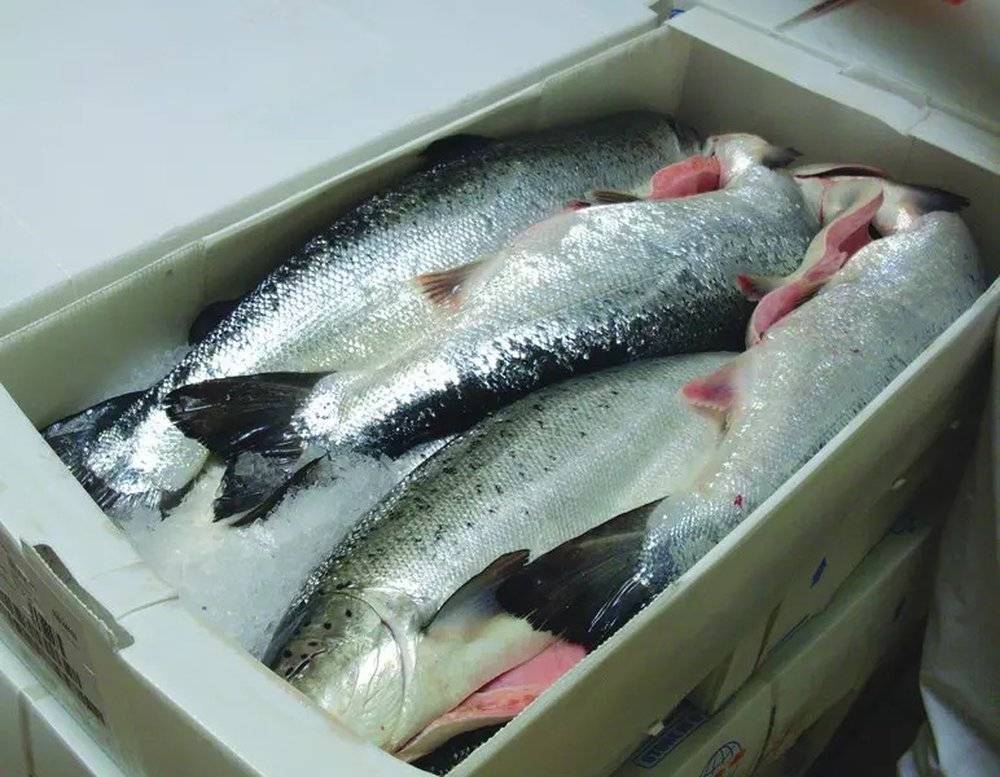 Как сохранить рыбу при длительной рыбалке в жару, перевозка без холодильника