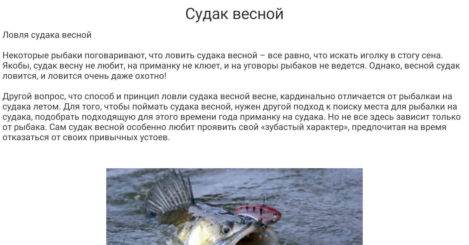 Судак - подробное описание и фото рыбы: где обитает, чем питается
