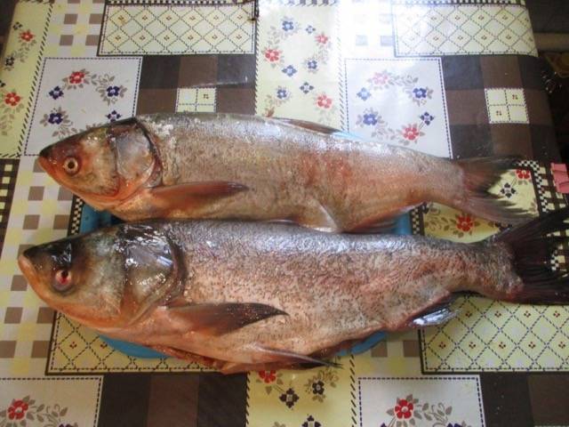 Рыба толстолобик: фото, описание, полезные свойства