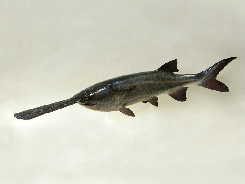 Рыба веслонос: описание, особенности и среда обитания | givotinki.ru