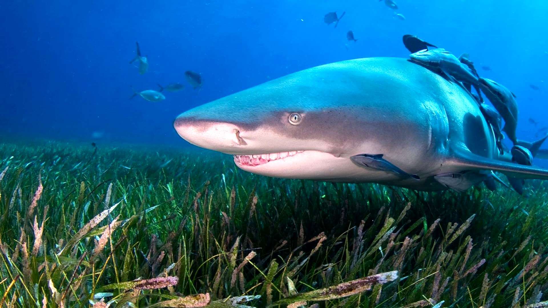 Акулы-людоеды: причины нападений и география обитания. какие акулы чаще всего нападают на людей?