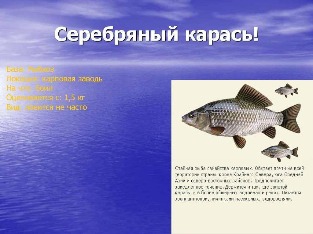 Карась - описание рыбы, характеристики, фото