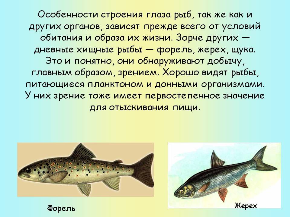 Знак зодиака рыбы, характеристика и совместимость