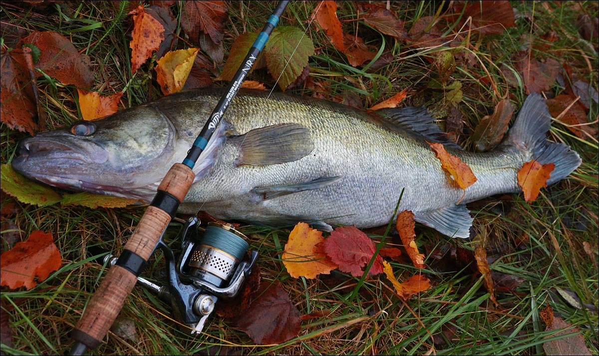 Осенняя рыбалка в россии | где и на что ловить рыбу осенью