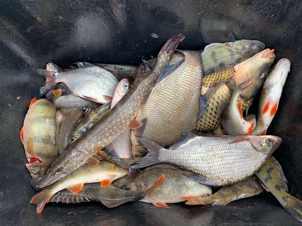 Запрет на ловлю рыбы в беларуси в 2022 году: общие сроки по областям и по видам рыб