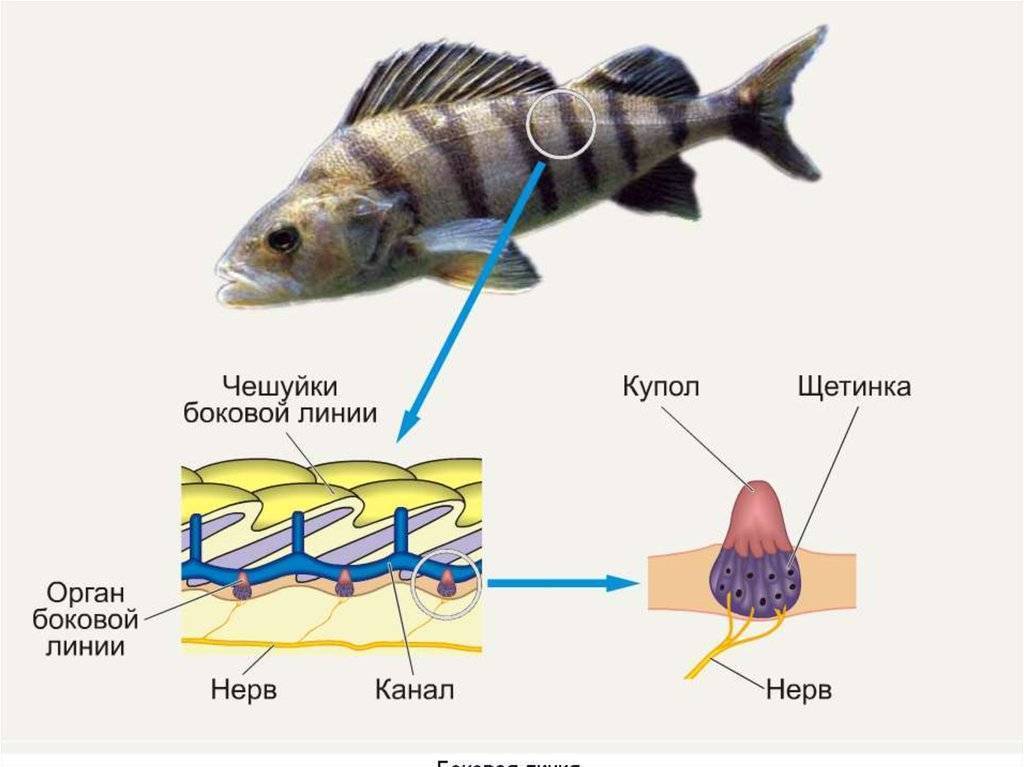 Какой слух у рыб? и как работает орган слуха?