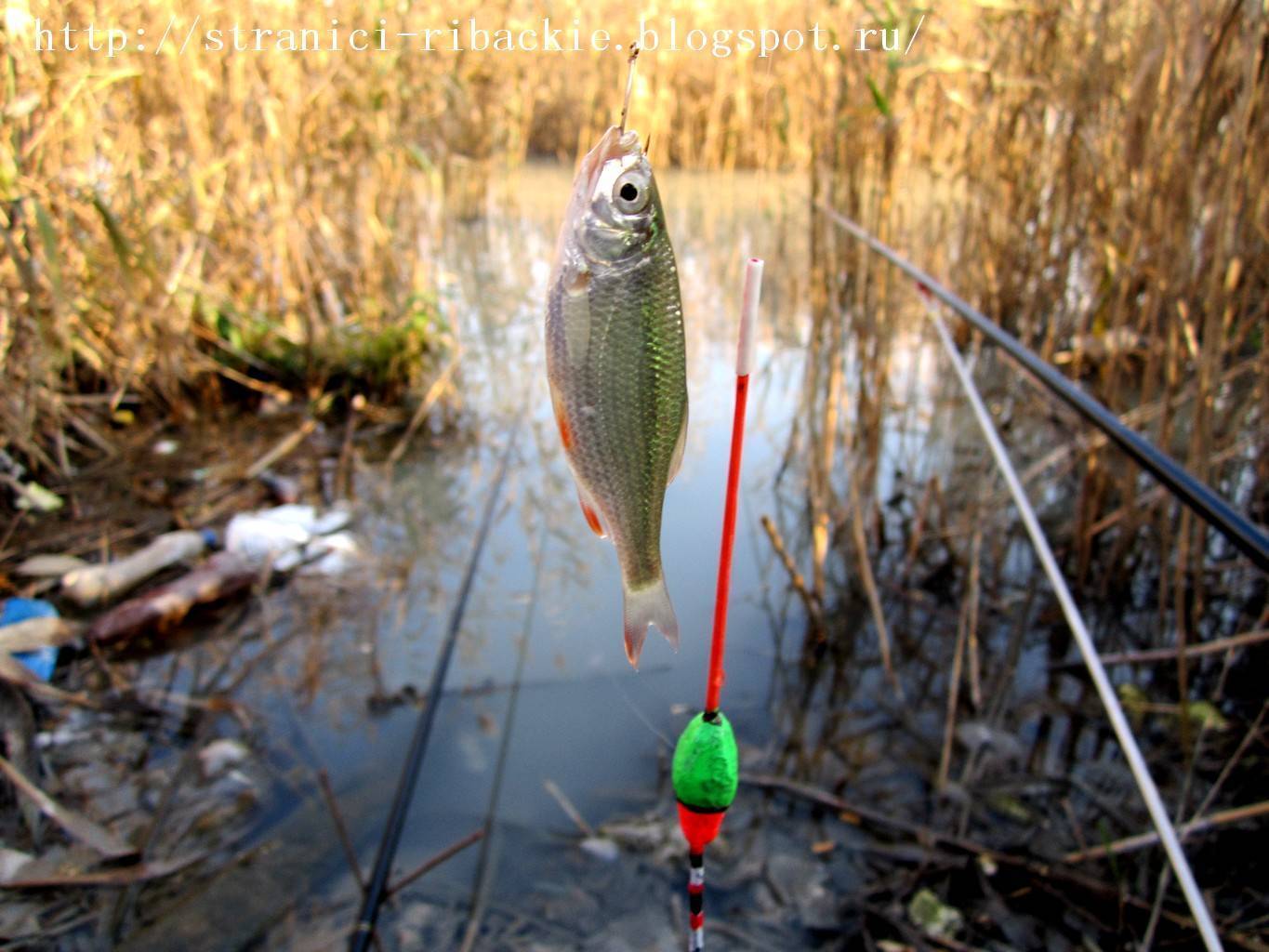 Красноперка (рыба): описание, фото. на что ловить красноперку, как ее приготовить? :: syl.ru