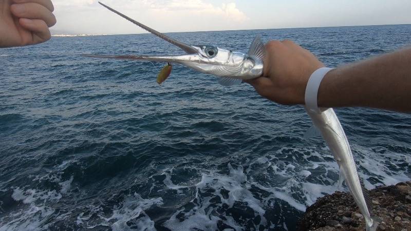 Море зовет: рыбалка в геленджике - черноморие.рф