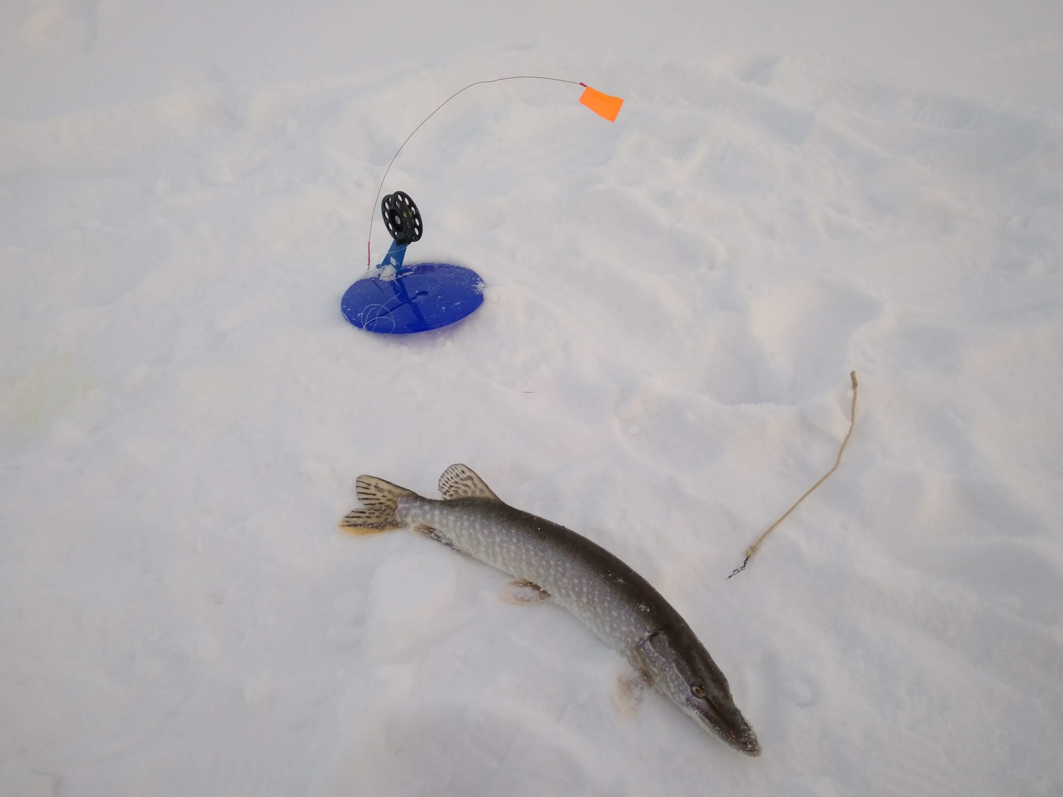 Ловля щуки по первому льду | как ловить на жерлицы?