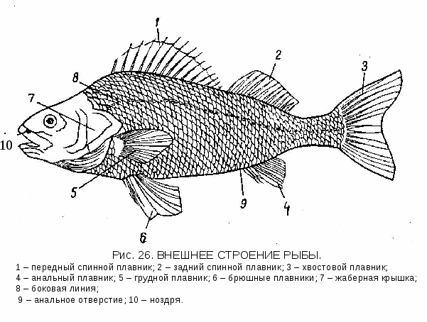 Детали строения речного окуня - надкласс рыбы