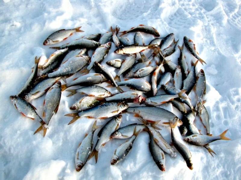 Рыбалка в республике коми — 2021. нерестовый запрет, суточная норма вылова и разрешенный размер рыбы, перечень зимовальных ям и нерестовых участков
