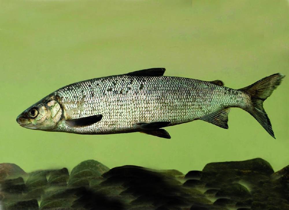 Рыба омуль: описание и особенности поведения