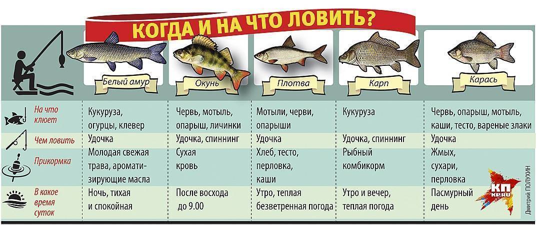 График клева рыбы - на что ловить рыбу и какую, как она клюет, когда и где лучше