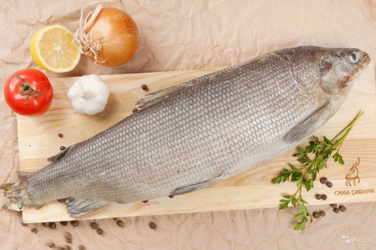 Муксун: свойства рыбы, вред, вкусовые качества, можно ли есть в сыром виде