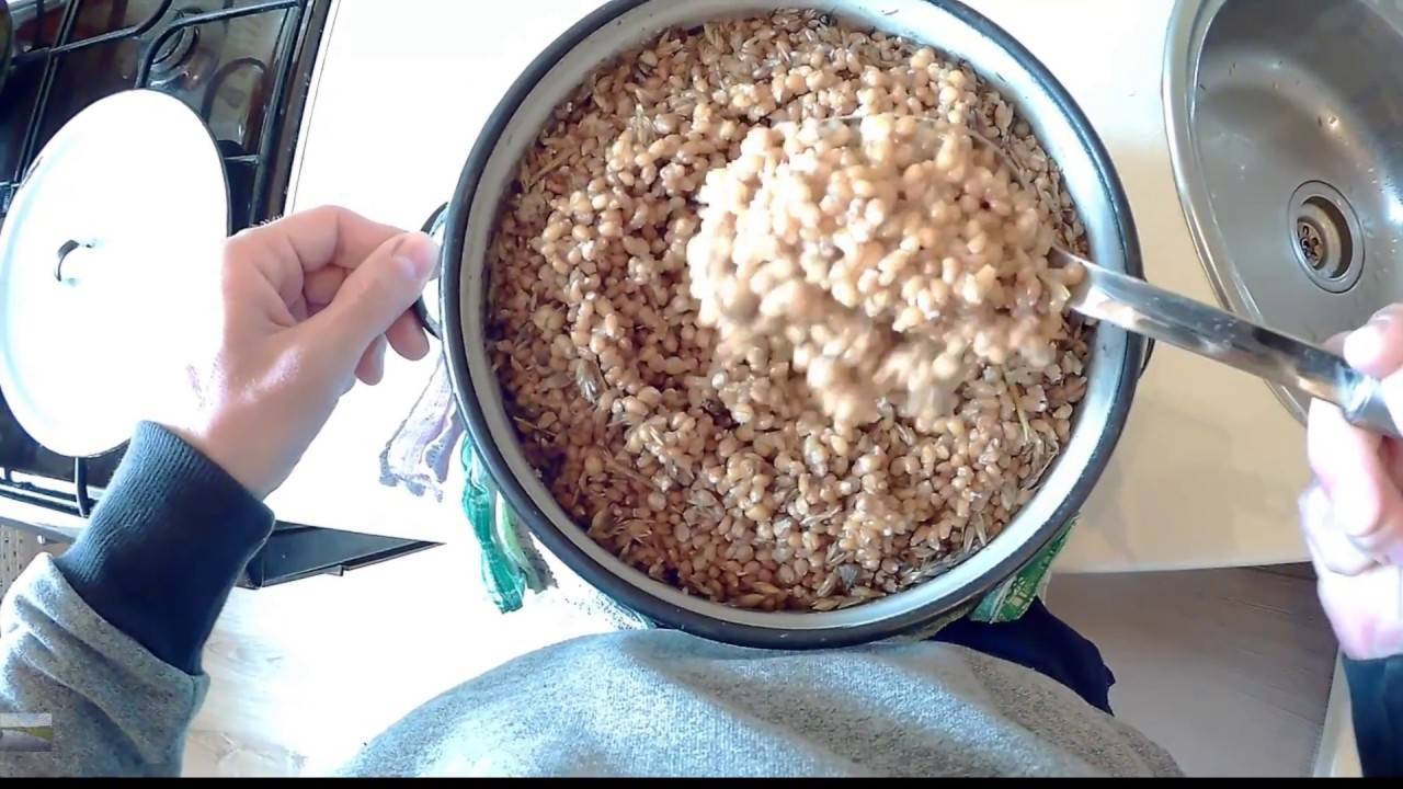 Готовим пшеницу для рыбалки разными способами