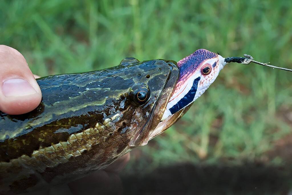 Описание и характеристики рыбы-змеи или змееголова