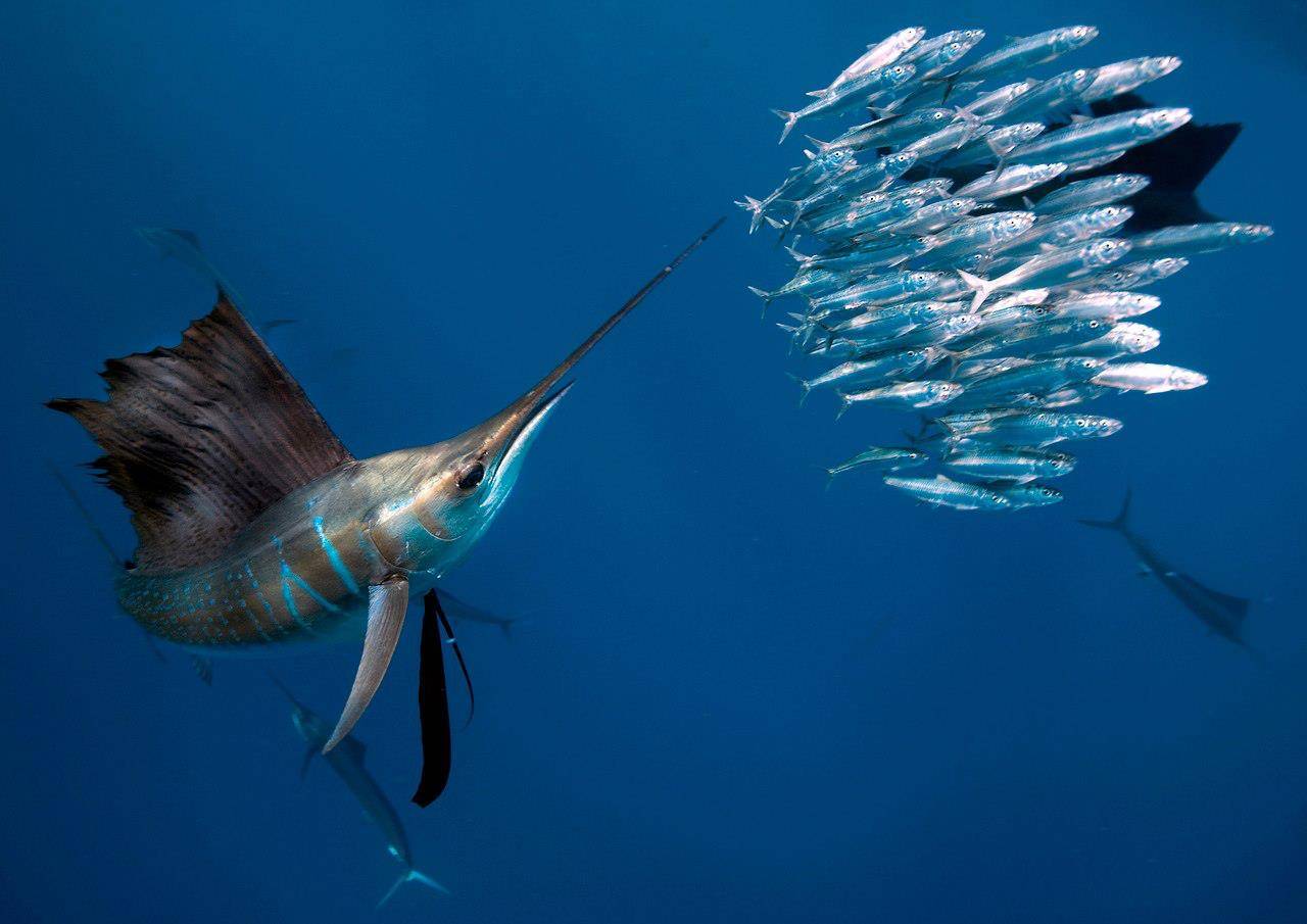 Марлин рыба. описание, особенности, виды и ловля марлина