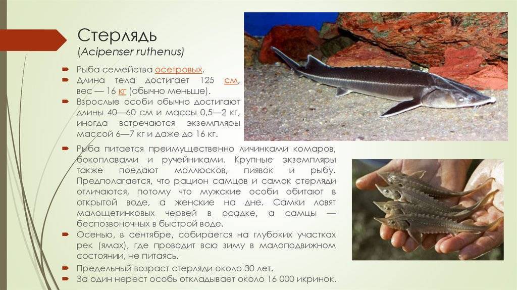 Кострюк (рыба) — википедия фото видео