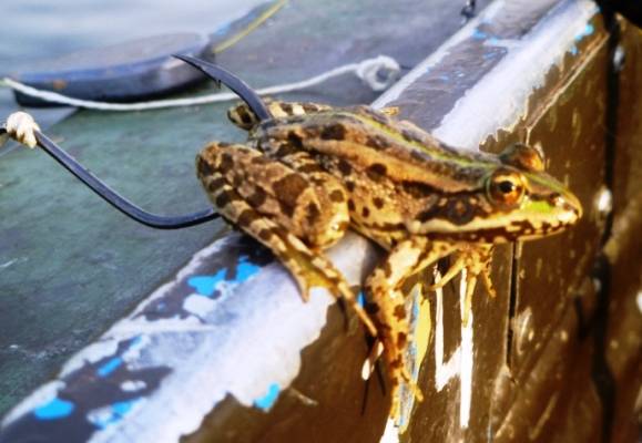Лягушка — наживка для рыбалки: о ловле на лягушку, способы насаживания на крючок - fishingwiki