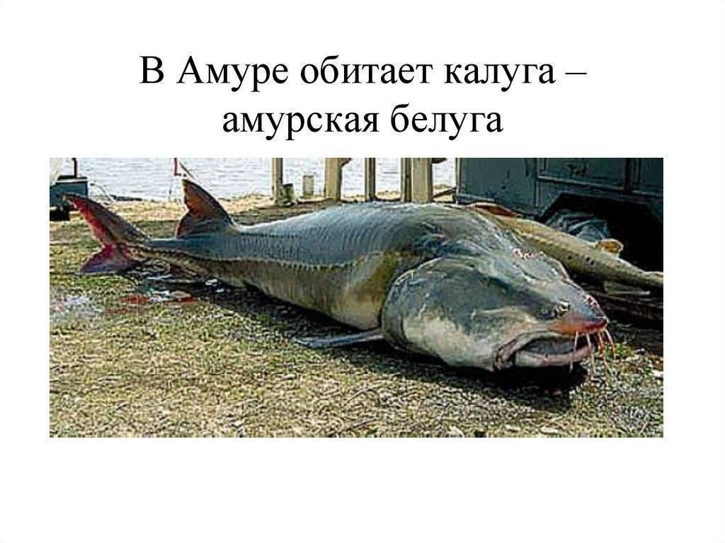 Рыба белуга: самая крупная представительница, азовский вид и вес белуги