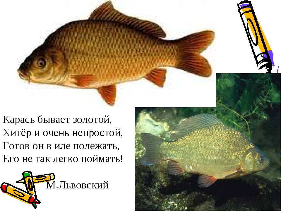 Виды карасей: их названия и описание с фото, как называется рыба с красными плавниками, как выглядит краснопёрый, чем отличается речной от озёрного