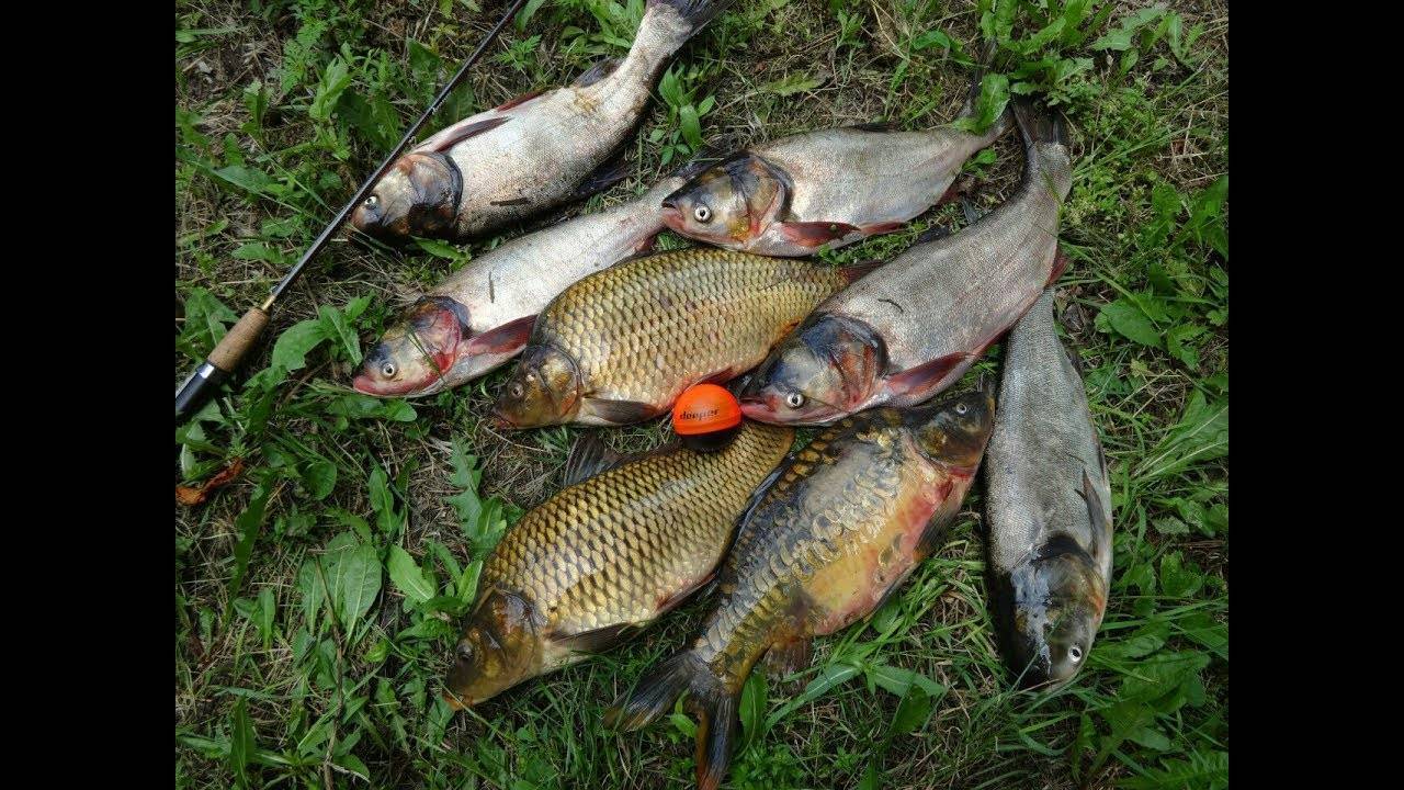 Царский клев: рыбалка в переславле-залесском