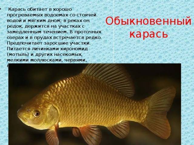 ᐉ чем питается карась - ✅ ribalka-snasti.ru