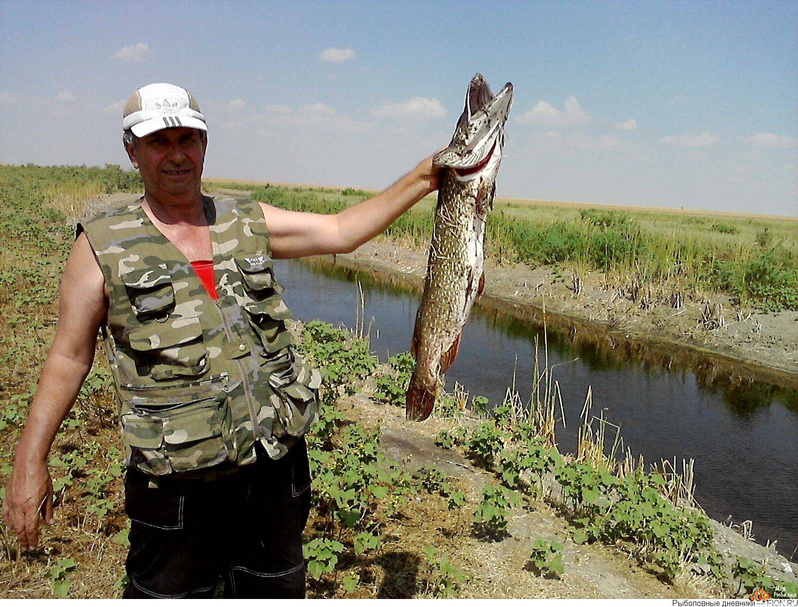 Рыбалка на маныче в ростовской области: лучшие рыболовные базы отдыха, какая рыба водится