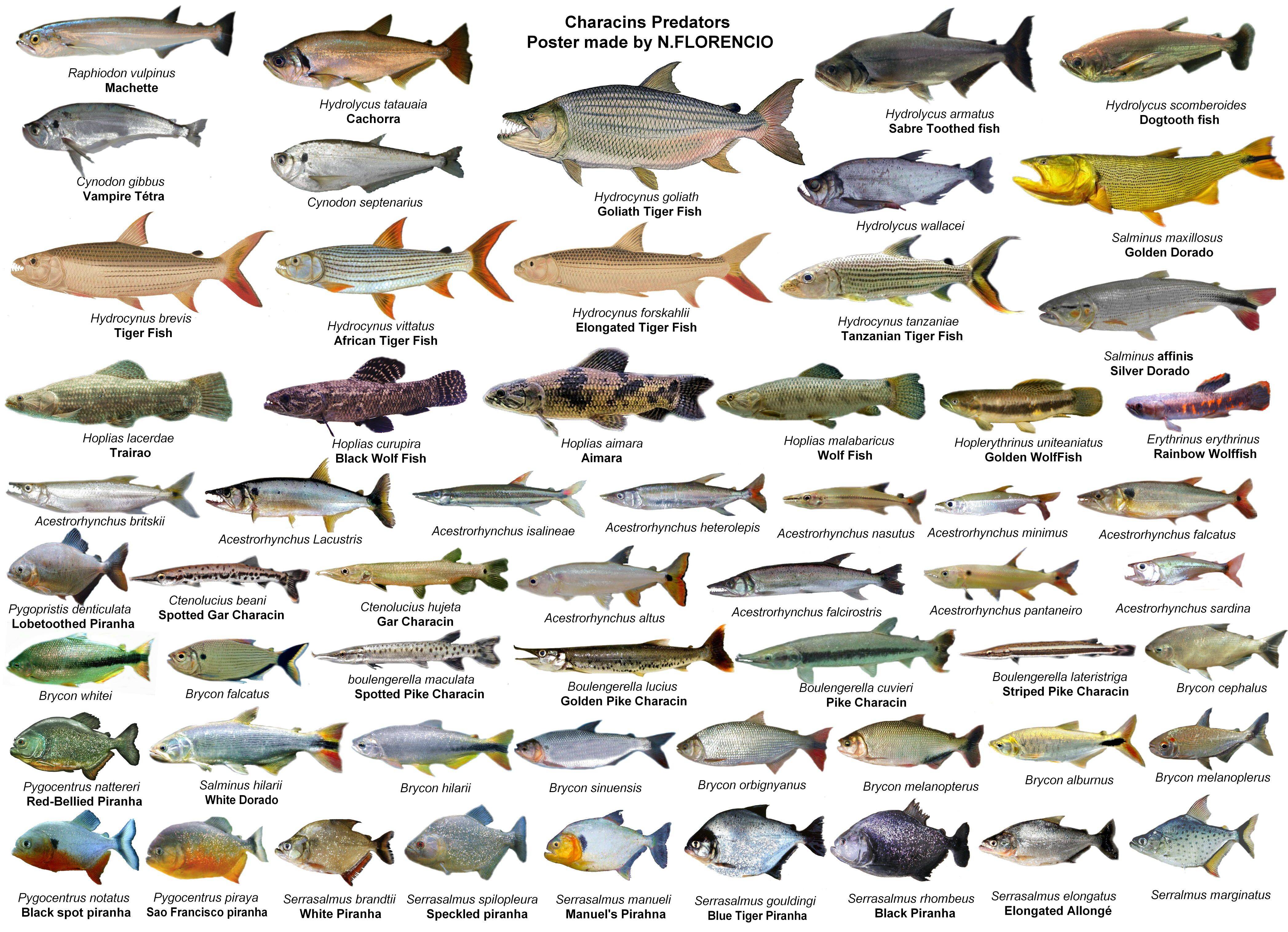 Рыбы: виды, описание, названия, рыбы наших водоемов и их ловля - fishingwiki