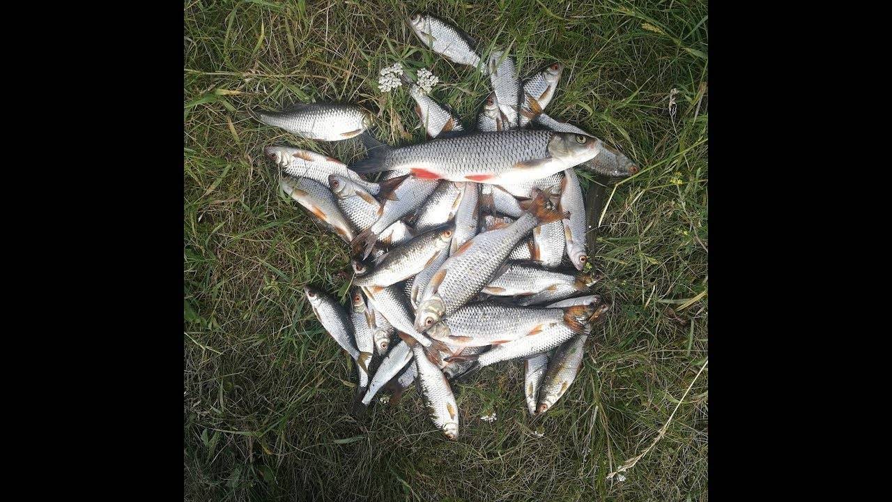 Рыбалка в калужской области. отчеты рыбаков на форуме