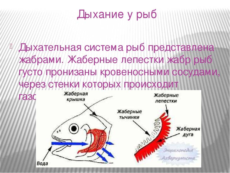 Основные органы дыхания рыб (жабры)