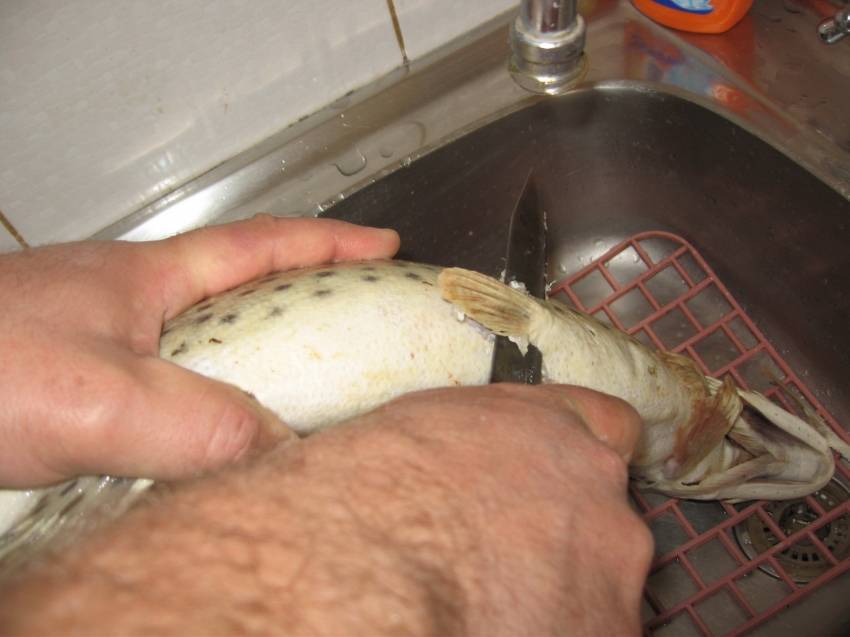 ✅ есть ли у щуки чешуя. как чистить щуку от чешуи и внутренностей. как почистить и разделать рыбу: инструкции с пошаговыми фотографиями - elpaso-antibar.ru