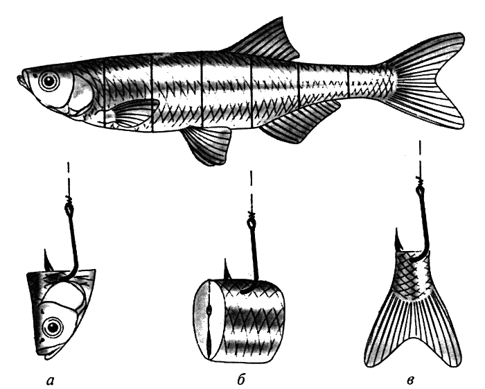 Скорпена (морской ерш) (scorpaena porcus)
