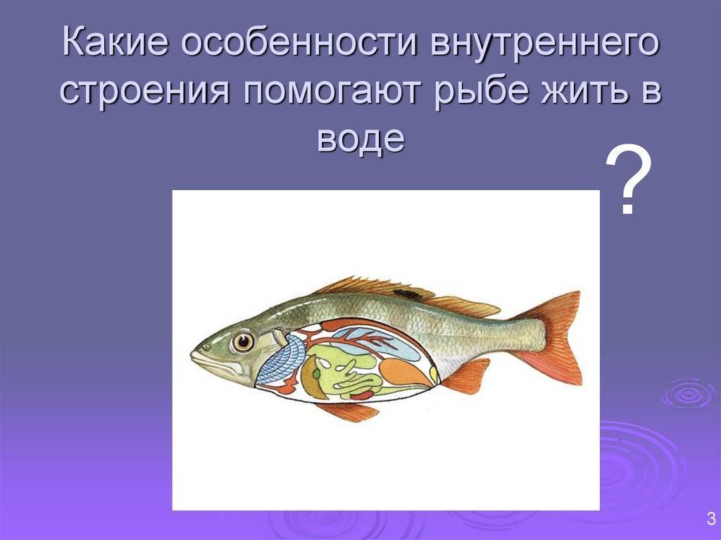 Какая память у рыб? эксперементы и различия в видах