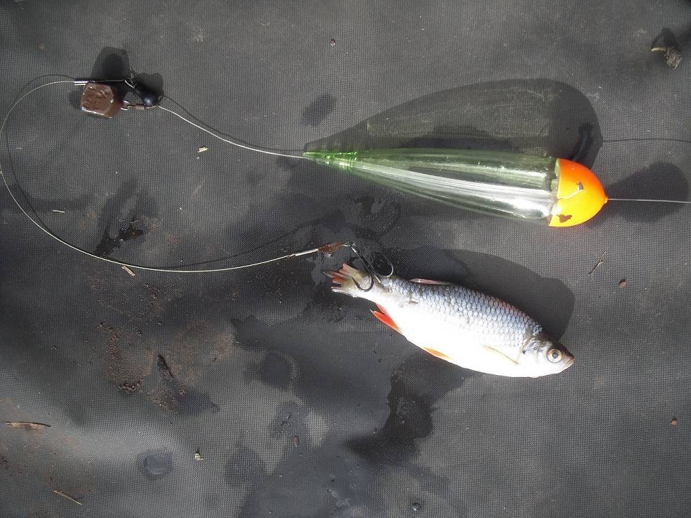 Линь - ловля на поплавочную удочку: прикормка, наживка – рыболовы
