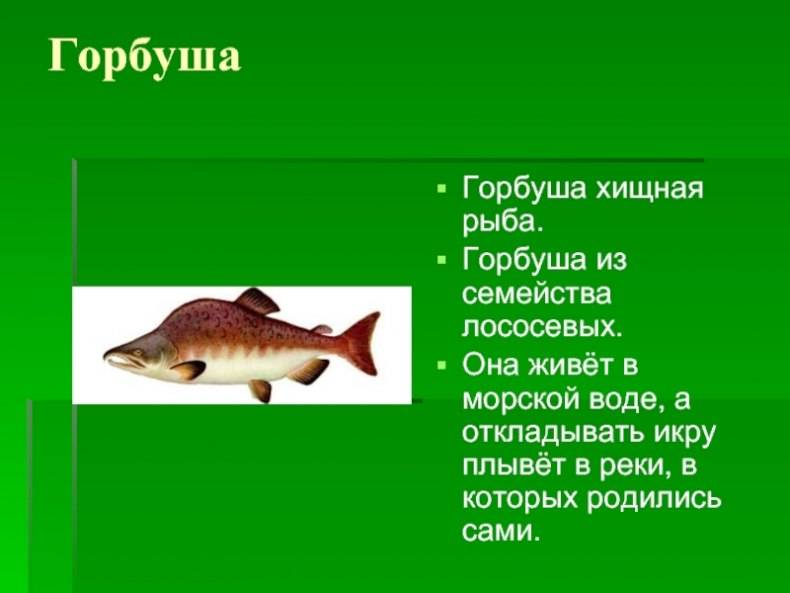 Горбуша: что за рыба, описание, где водится, фото, польза и вред