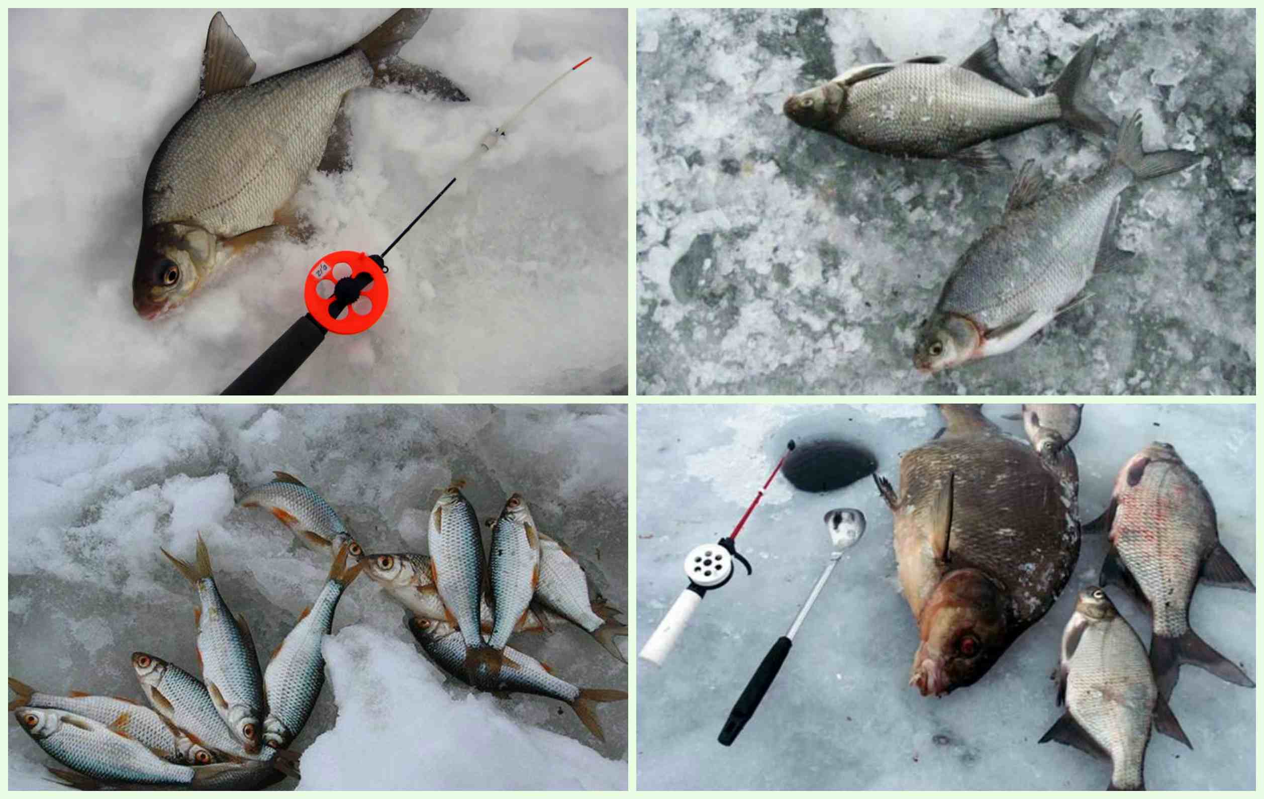 Рыбалка в петряихе 2016, рыбалка у баламута, отзывы, на 7 и 8 пруду, на 9 пруду