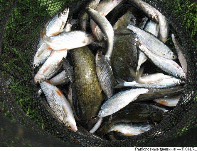 Рыбалка на сенеже: разнообразие клёва (фото + видео)