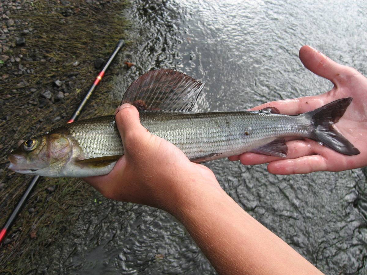 ᐉ рыбалка в кемеровской области – самые уловистые места и видовое разнообразие рыб - ✅ ribalka-snasti.ru