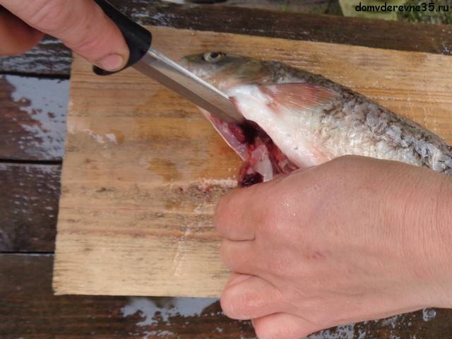 Как чистить леща, руководство как почистить рыбу от чешуи