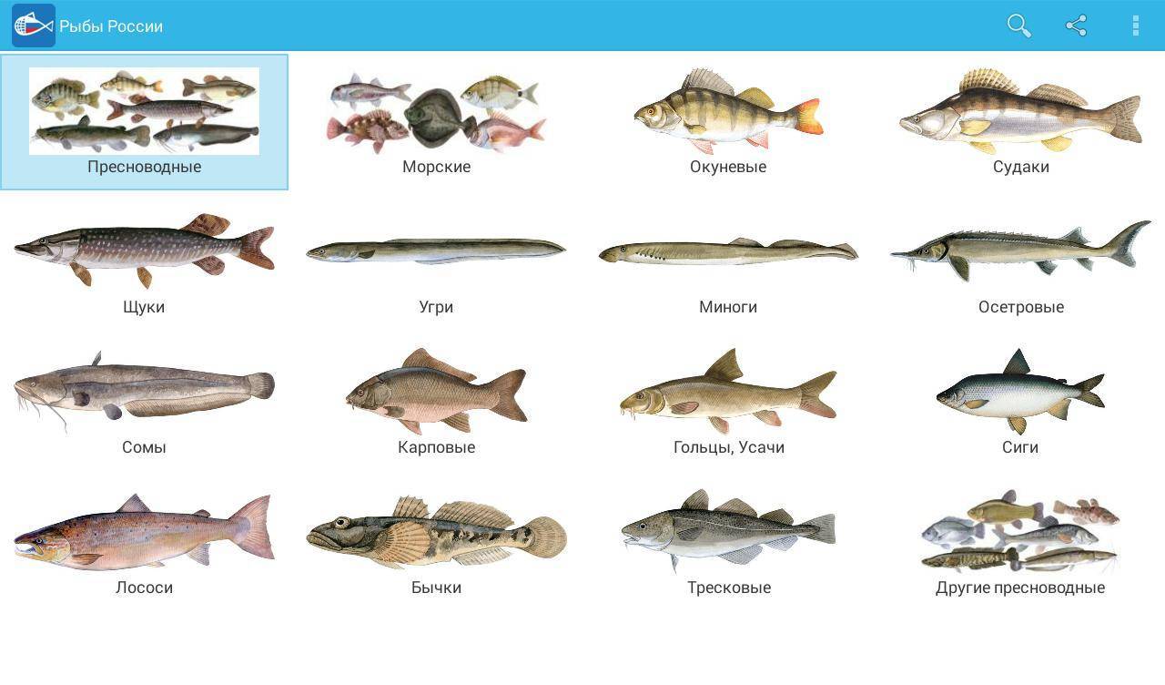 Виды белой рыбы, названия и ососбенности