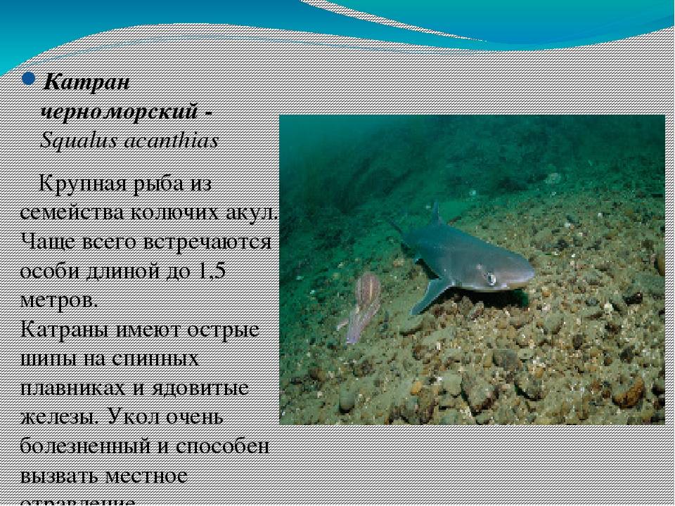Акула катран: описание особей черноморской рыбы и места обитания пятнистой хрящевой особи