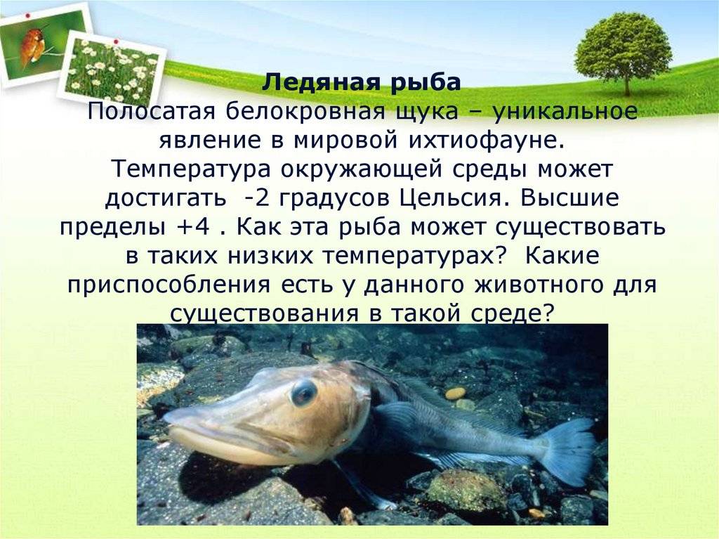 ✅ рыба ледяная чем полезна - nlifegroup.ru