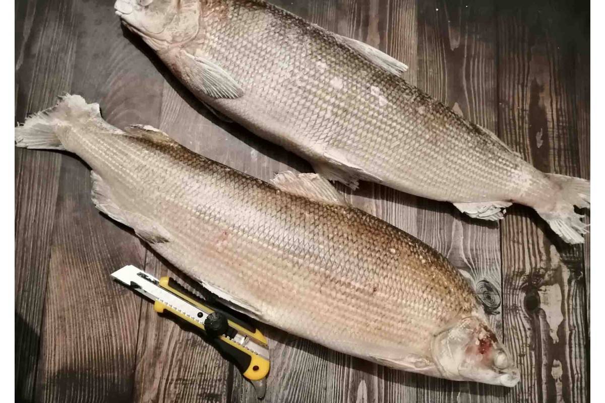 Рыба муксун: польза и свойства. как приготовить муксун и рецепты