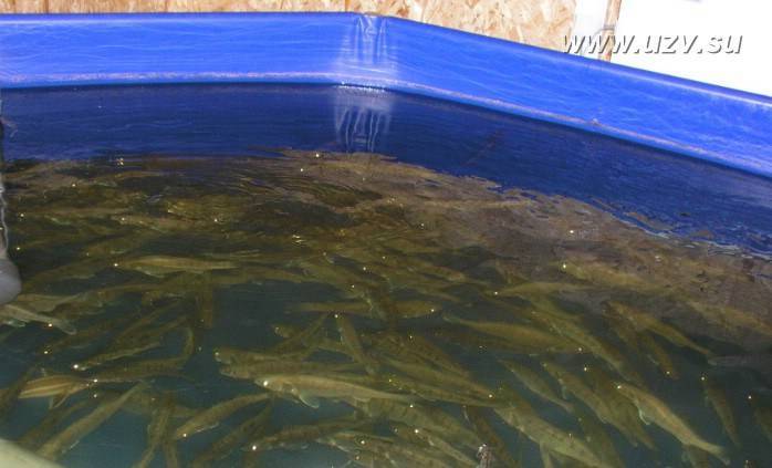 Разведение рыбы как бизнес - в искуственных водоемах, в пруду, в бассейнах