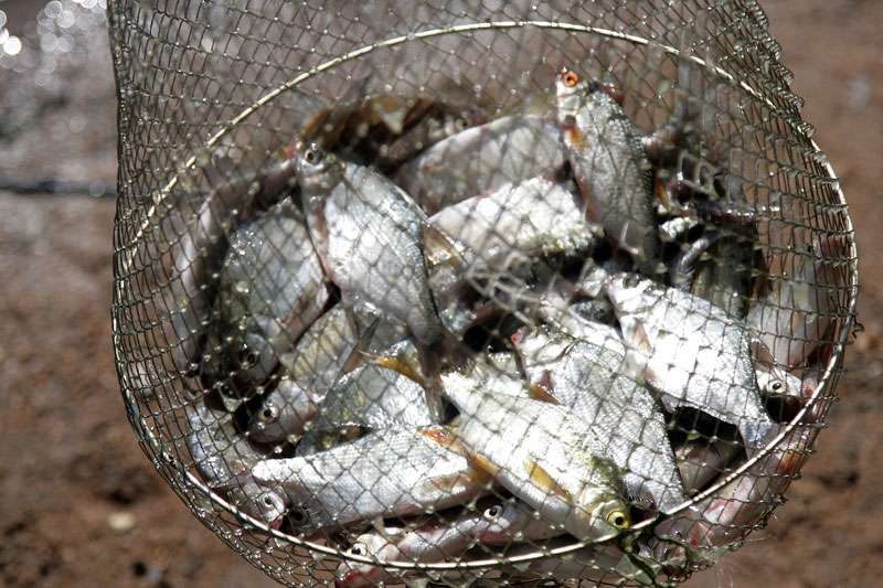 Как выглядит зараженная солитером рыба, можно ли ее употреблять в пищу и как обезопасить себя от заражения?