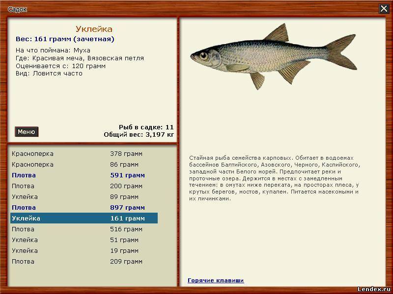 Морская рыба: полный список, виды с названиями и фото