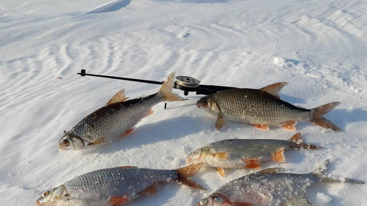 Рыбалка в иркутской области на хариуса — разбираем по шагам