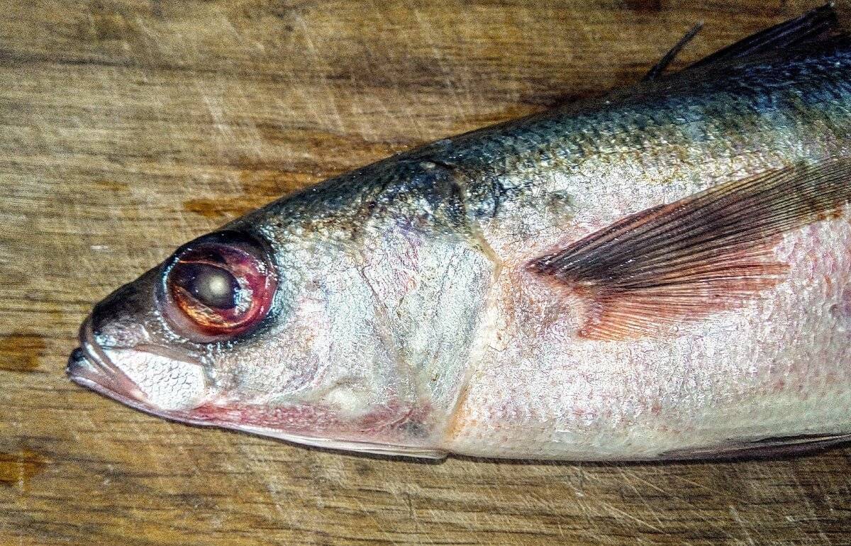 Красноглазка – что это за рыба